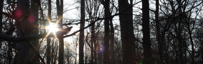 Photo of forest with the Sun shining through the trees