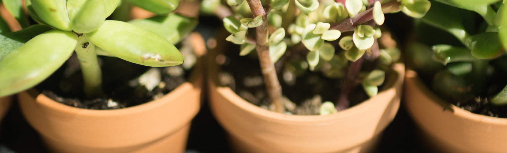 Benifits of plants on mental health banner